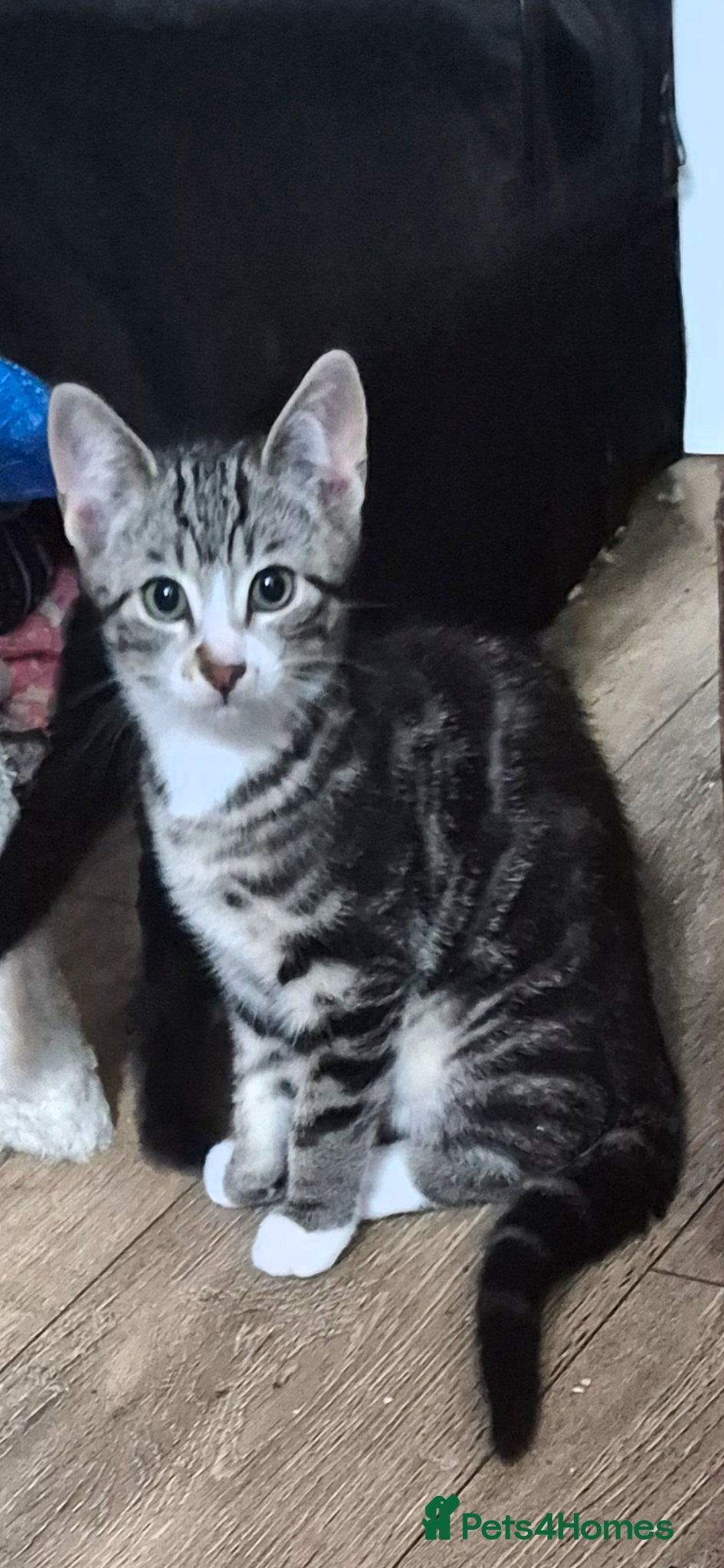 Mixed Breed cats Bengal cross kittens ready for their new homes - Advert 7