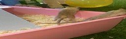 Mixed Breed dogs for sale: 🐭Two Female Gerbils Looking for a New Home🐭 - Advert 14