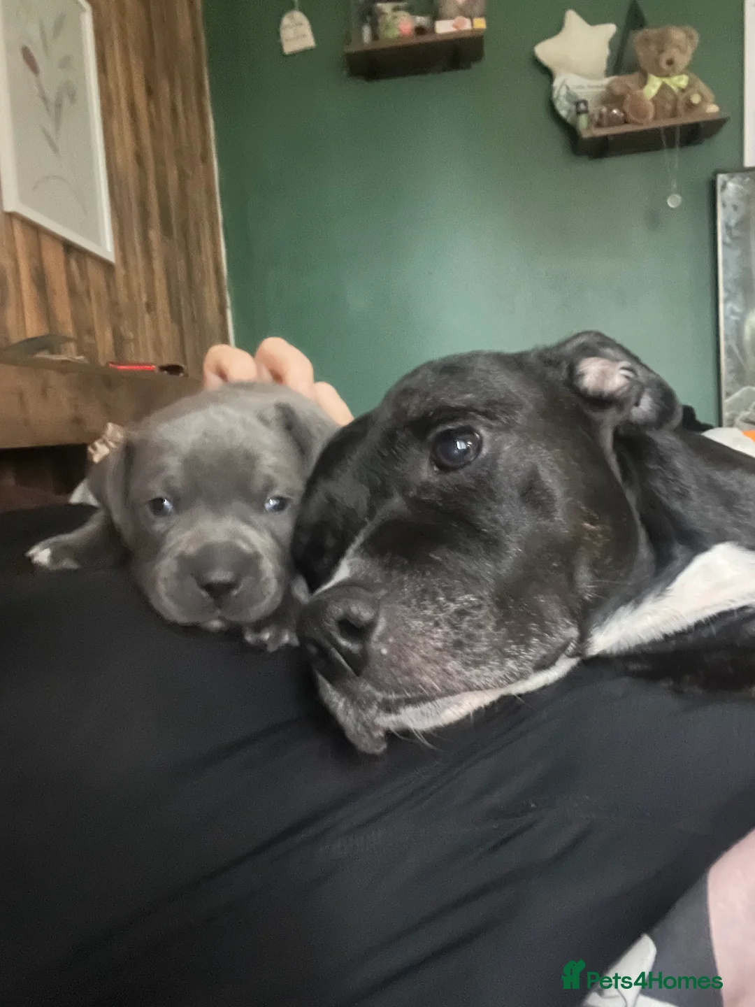 Staffordshire Bull Terrier dogs for sale: Blue Staffordshire terrier  - Advert 1