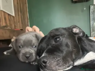 Staffordshire Bull Terrier dogs Blue Staffordshire terrier - Advert 2