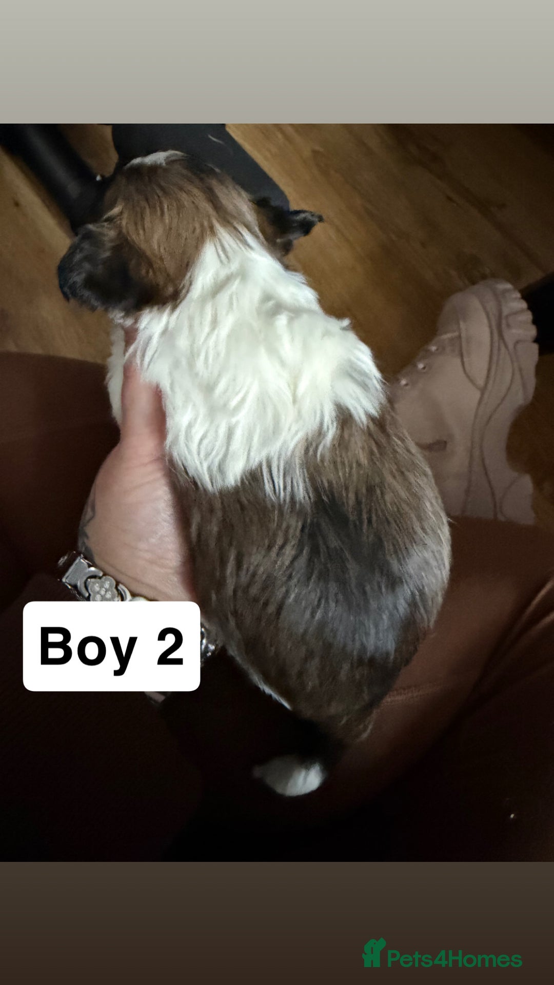 Shihpoo dogs for sale: Shitzu cross poodle puppies - Advert 10