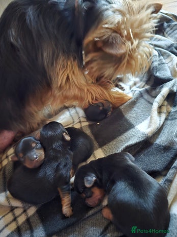 Yorkshire Terrier dogs - Advert 3