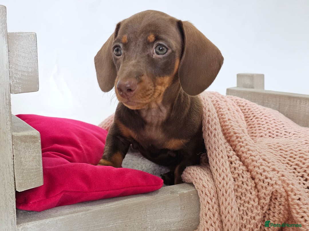 Dachshund dogs for sale: Tink and big momma  - Image 5