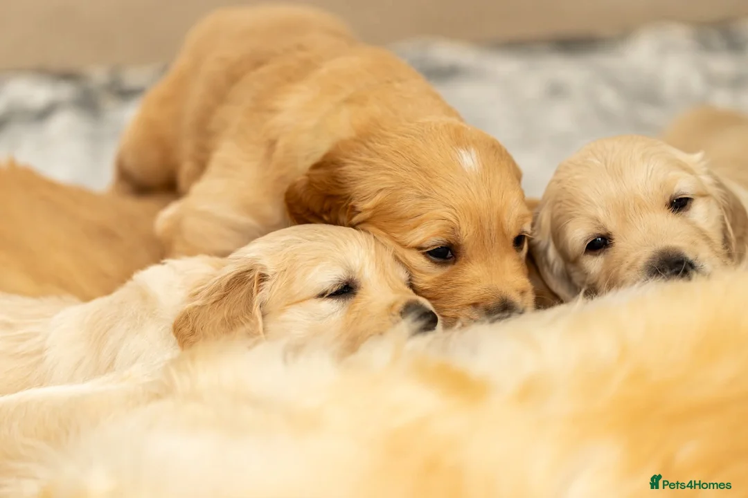 Golden Retriever dogs for sale: Stunning Golden Retriever Puppies -£2,200 in Wimborne - Advert 2