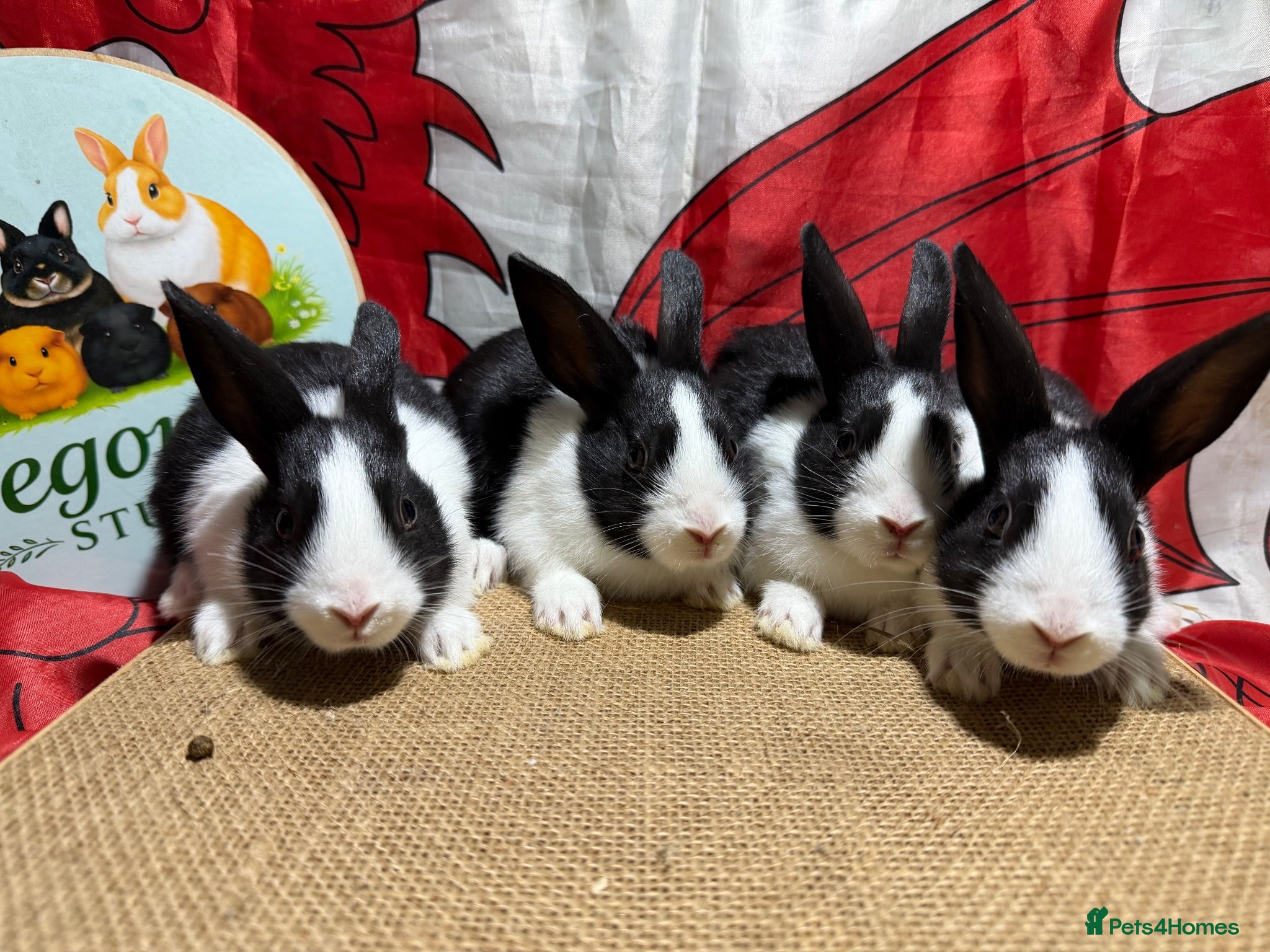 Dutch rabbits Gorgeous Dutch Rabbits  - Advert 1