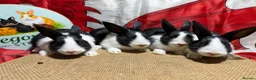 Dutch rabbits for sale: Gorgeous Dutch Rabbits  - Advert 1