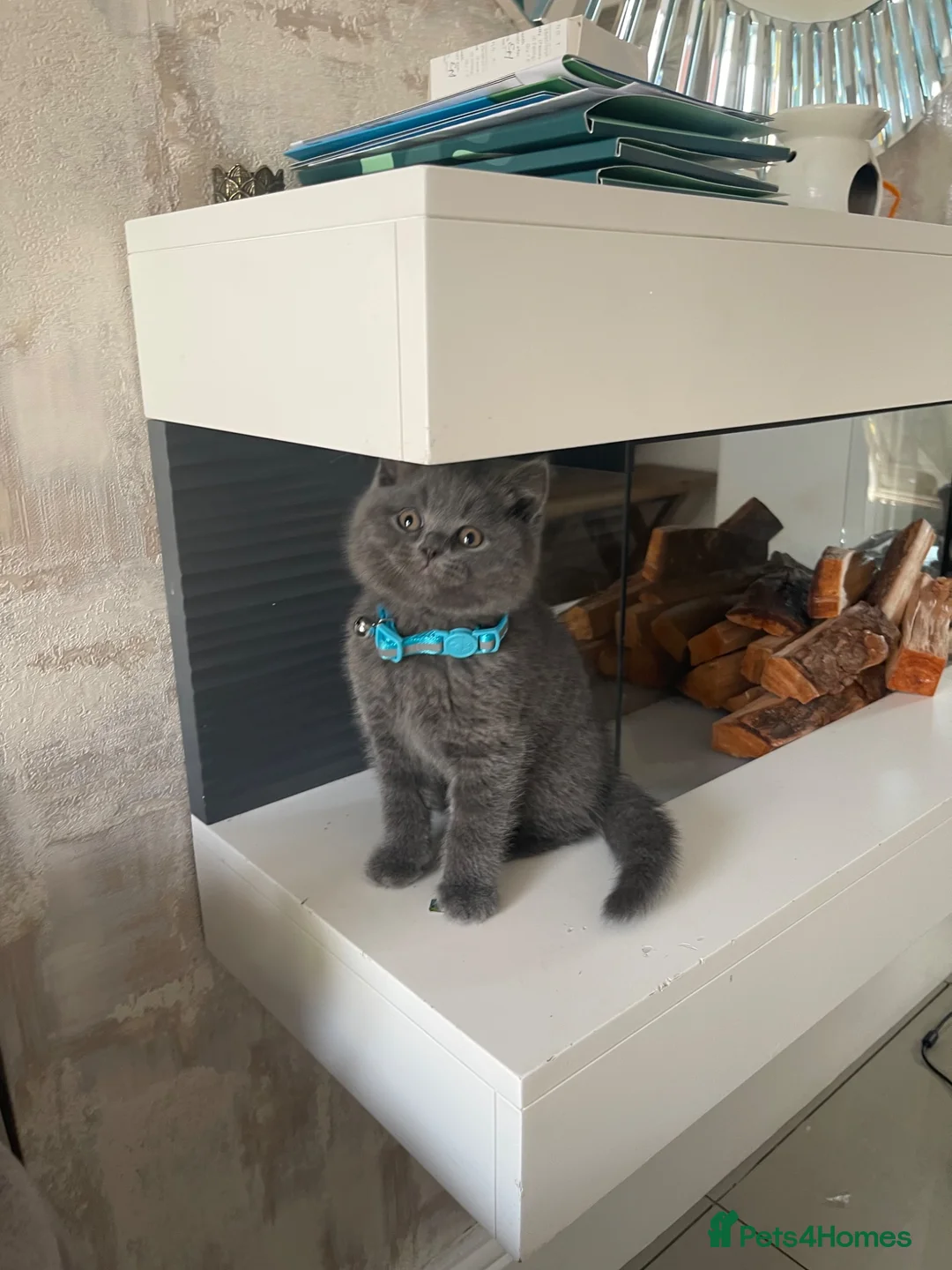 British Shorthair cats for sale: Queen dolly & sire phantom  - Advert 10
