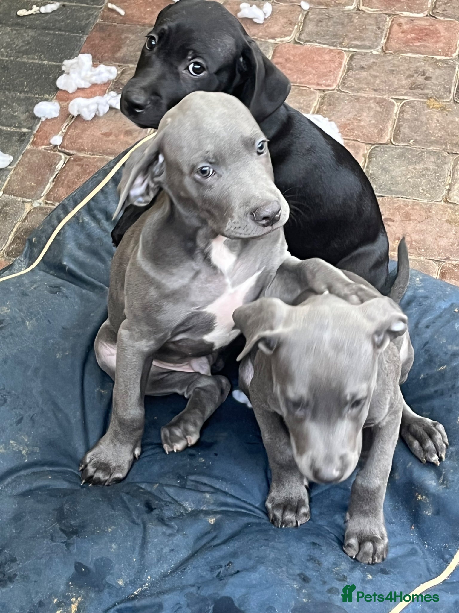 Cane Corso dogs for sale: Cane corso pups, 4 girls 2 boys, black and grey - Advert 7