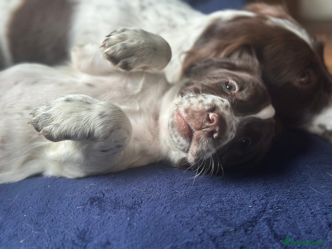 English Springer Spaniel dogs for sale: English Springer Spaniel puppies for sale  - Image 27