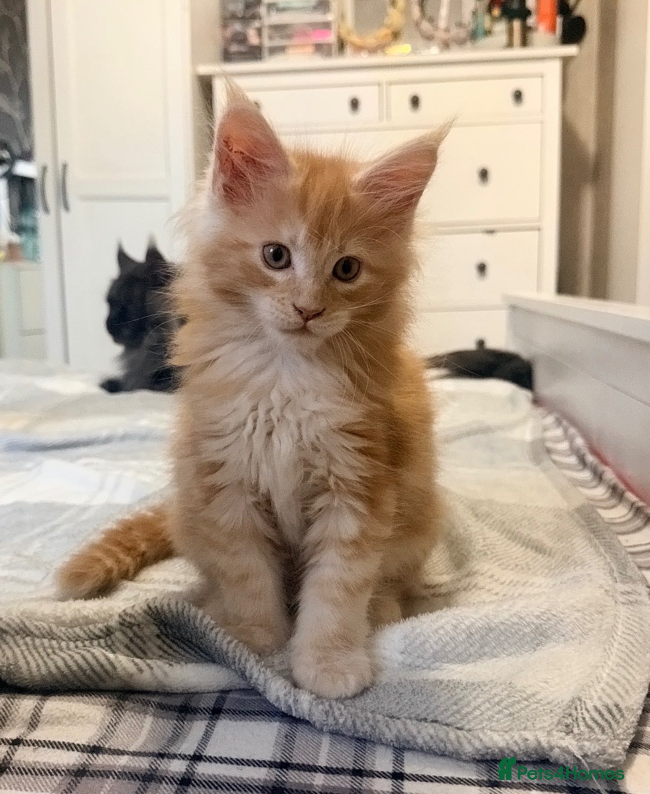 Maine Coon cats 1 CREAM BOY LEFT FULL MAINE COON LOOKING FOR HOME - Advert 18
