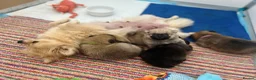 Pomeranian dogs for sale: Tiny Pom Puppies - Advert 7