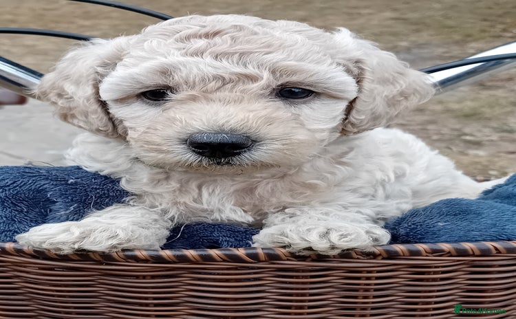 Miniature Poodle dogs - Advert 16