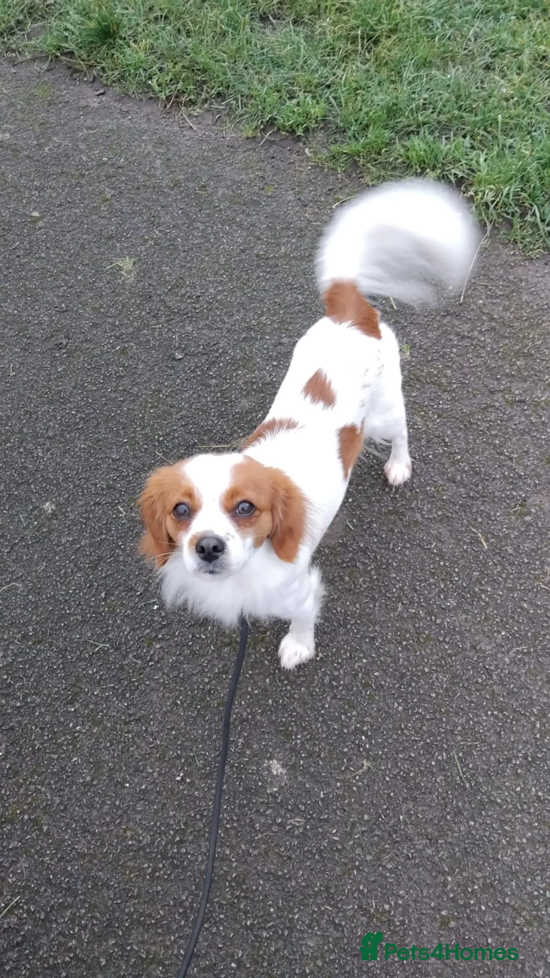 Cavalier King Charles Spaniel dogs for sale: King charles cavalier puppies - Advert 3