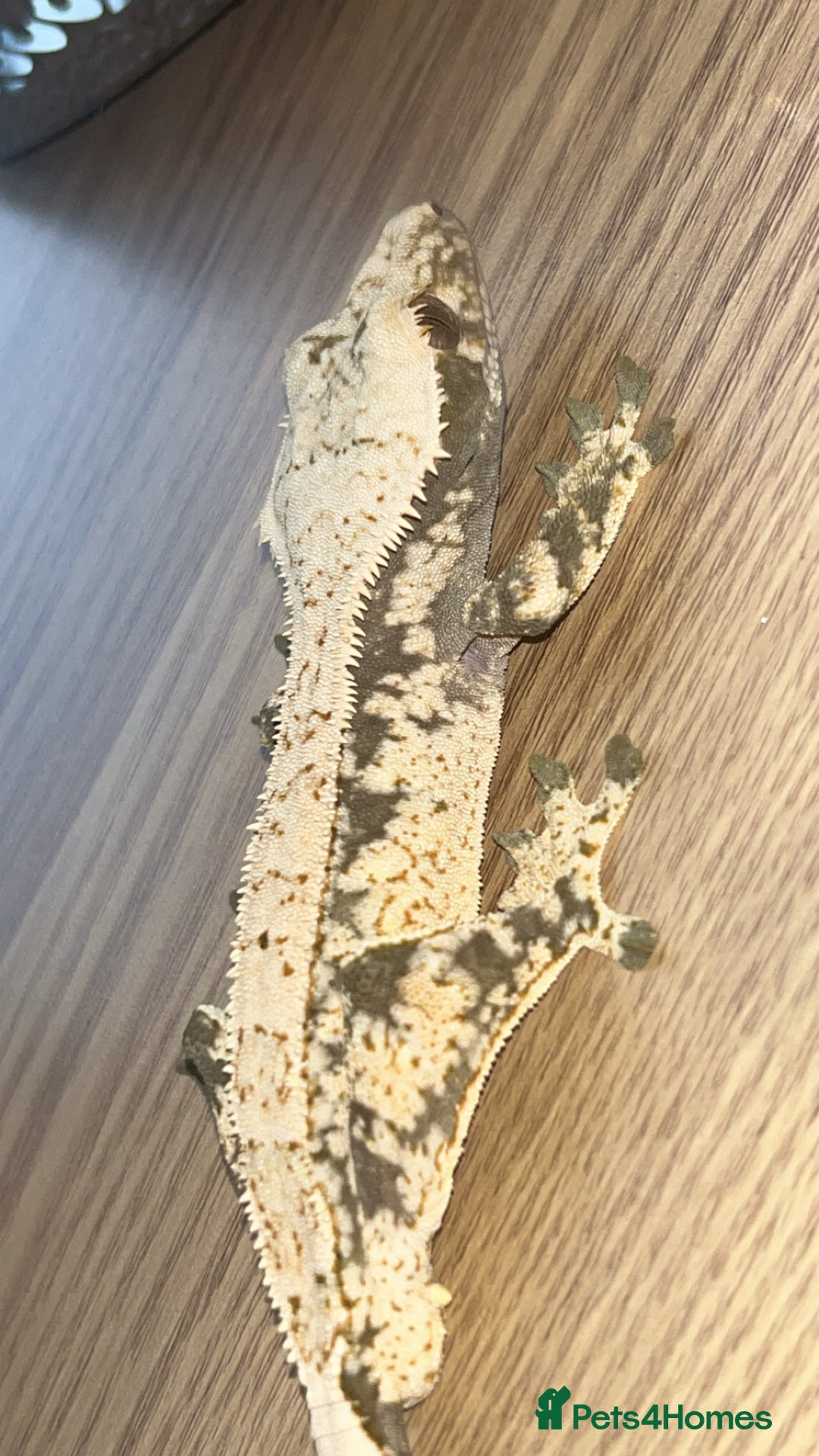 Gecko reptiles for sale: 1.0 Male Crested Gecko  - Advert 5