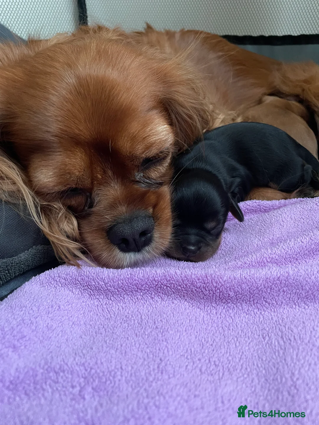 Cavalier King Charles Spaniel dogs for sale: Beautiful Cavalier Litter - Advert 6