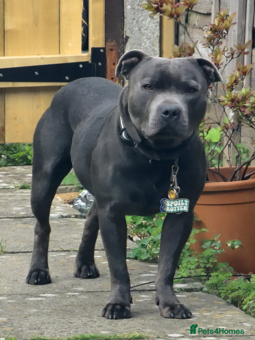 Staffordshire Bull Terrier dogs for stud: 3 year old blue staff needing home asap - Advert 2