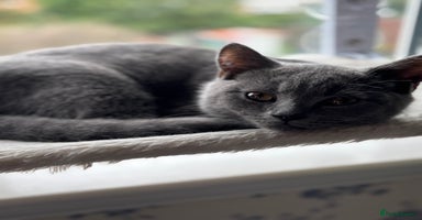 British Shorthair cats - Advert 6