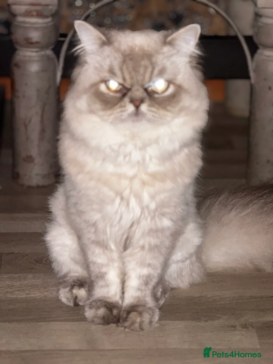 Persian cats for stud: Introducing super stud Snowball  in Leicester - Advert 3
