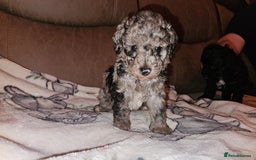 Toy Poodle dogs for sale: Toy poodle puppys - Image 2