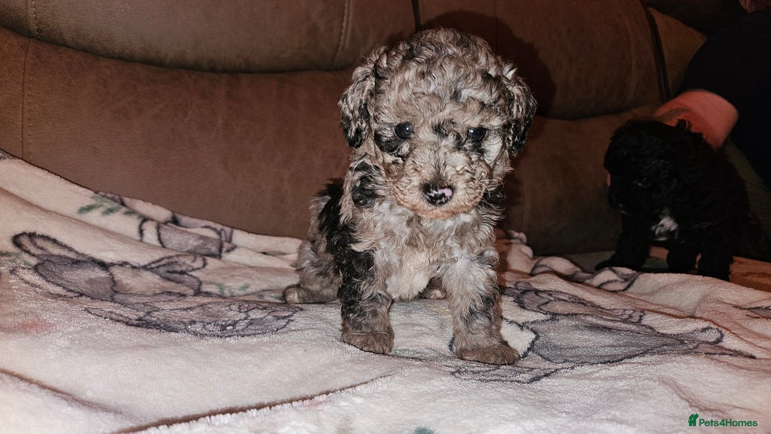 Toy Poodle dogs for sale: Toy poodle puppys - Image 2