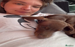 Dachshund dogs for sale: 2 dachshund needing a forever home   - Image 5