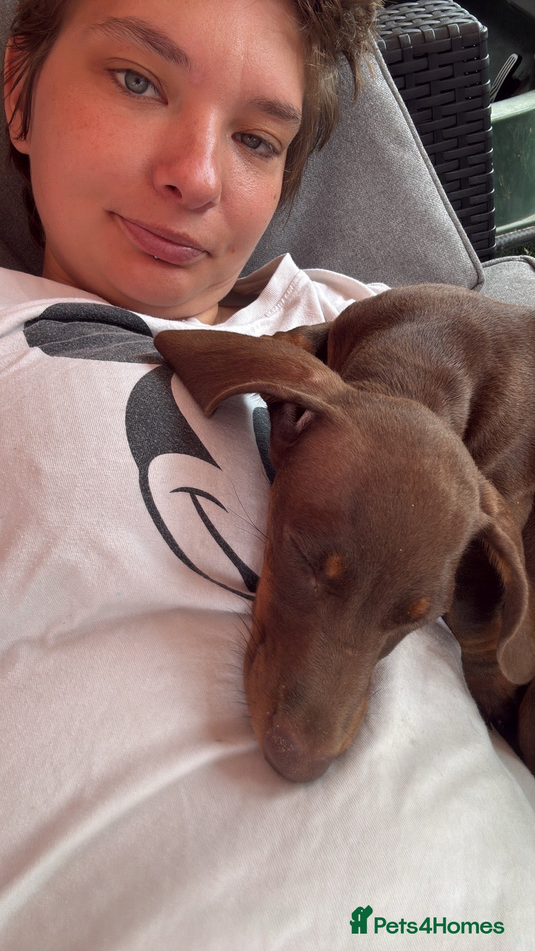 Dachshund dogs for sale: 2 dachshund needing a forever home   - Image 5