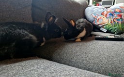 Mixed Breed rabbits for sale: Adorably cute baby bunnies-2 boys 1 girl available - Image 7