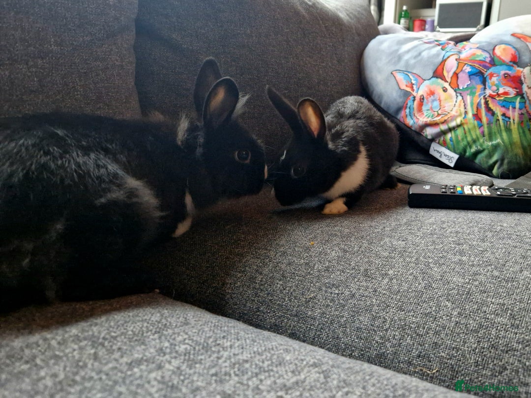 Mixed Breed rabbits for sale: Adorably cute baby bunnies-2 boys 1 girl available - Image 7