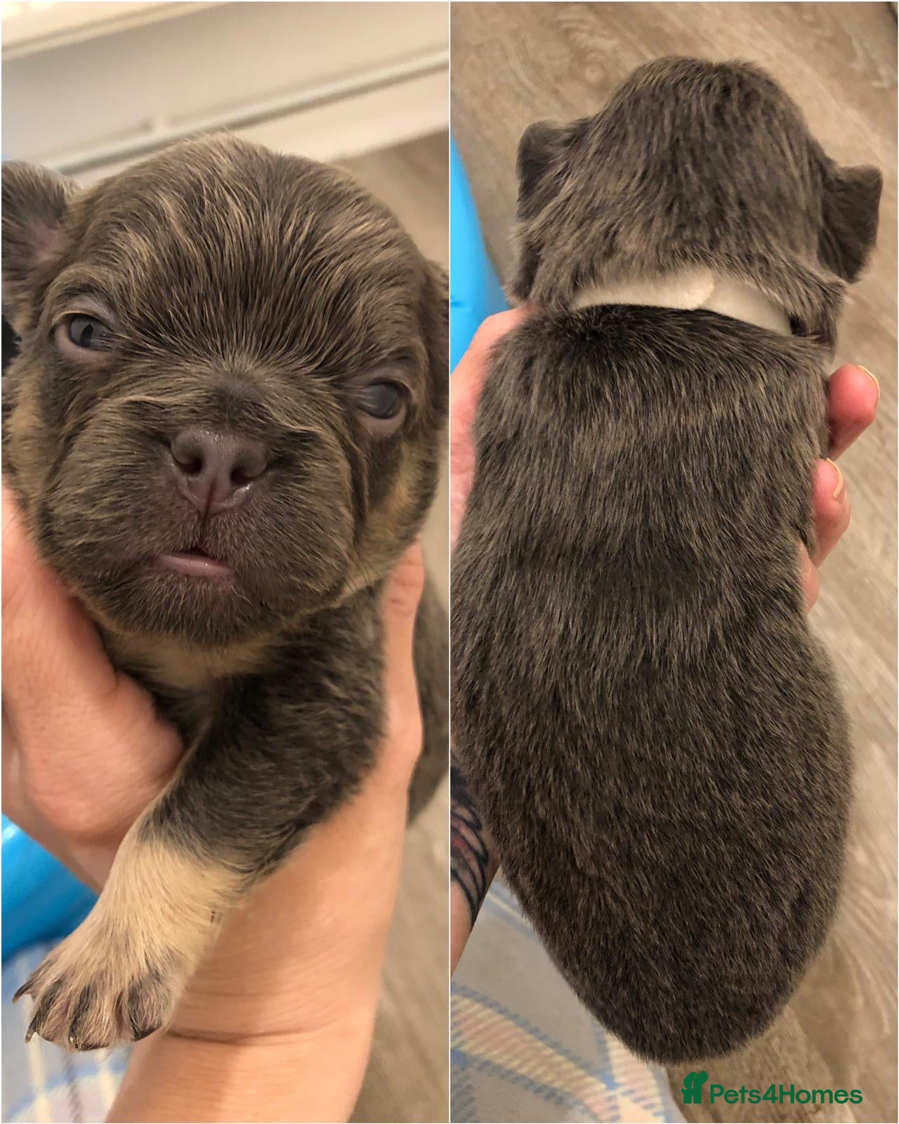 French Bulldog dogs for sale: Beautiful Mixed colours Fluffy Frenchie Pups - Advert 16