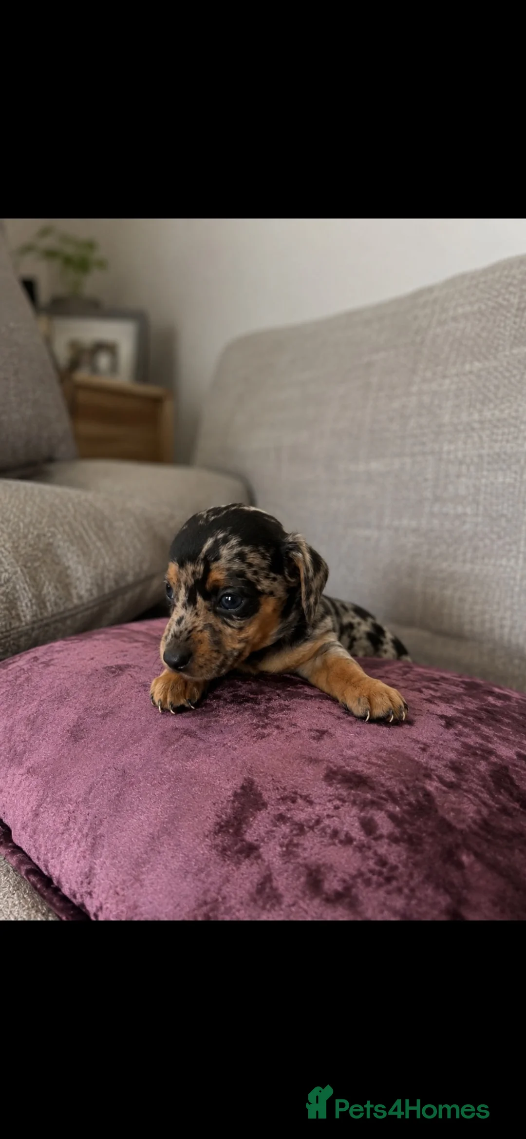 Miniature Dachshund dogs for sale: Miniature dachshund puppies in Stratford-upon-Avon - Advert 2