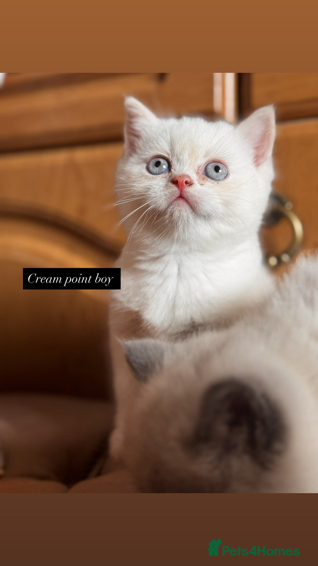 British Shorthair cats for sale: British shorthair kittens colourpoint cream point  - Image 6