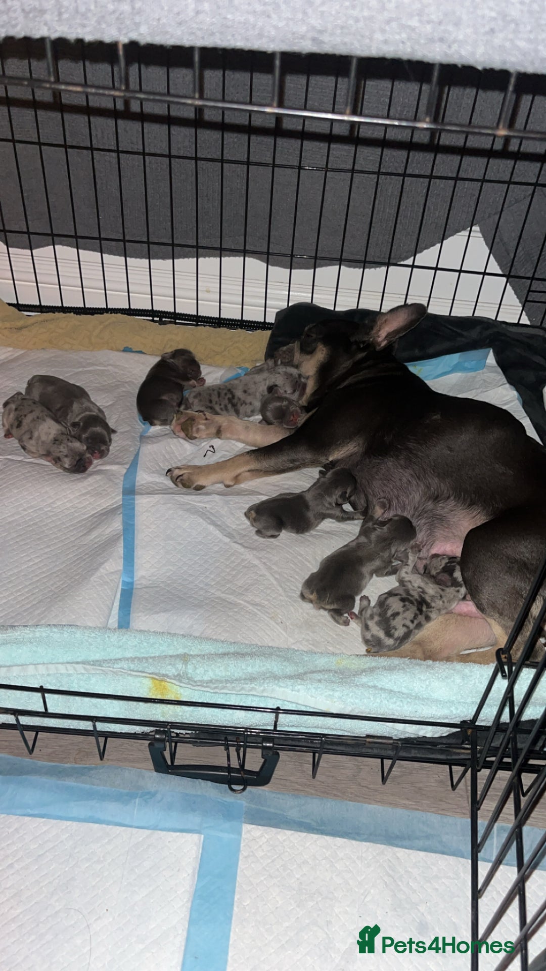 French Bulldog dogs for sale: DWKC Registered French Bulldog puppies for sale - Advert 31