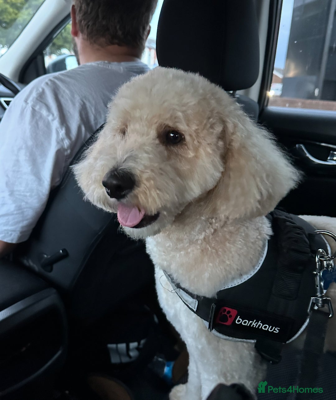 Cockapoo dogs for stud: Cockapoo for stud  - Advert 4