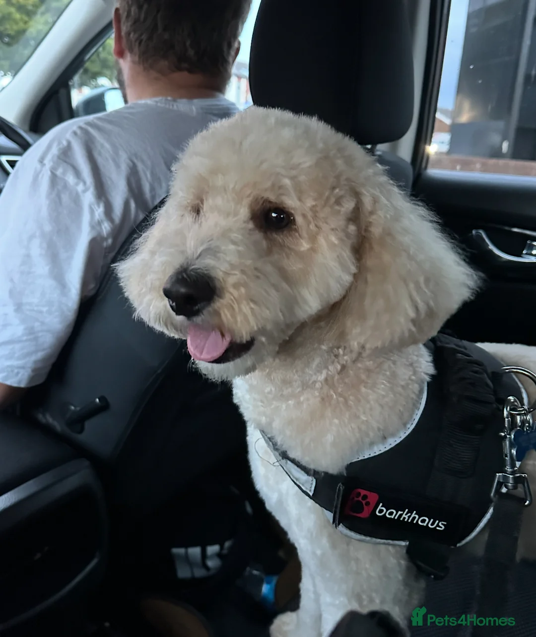 Cockapoo dogs for stud: Cockapoo for stud  - Advert 4