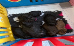 Shih Tzu dogs for sale: Imperial shih Tuz - Advert 5