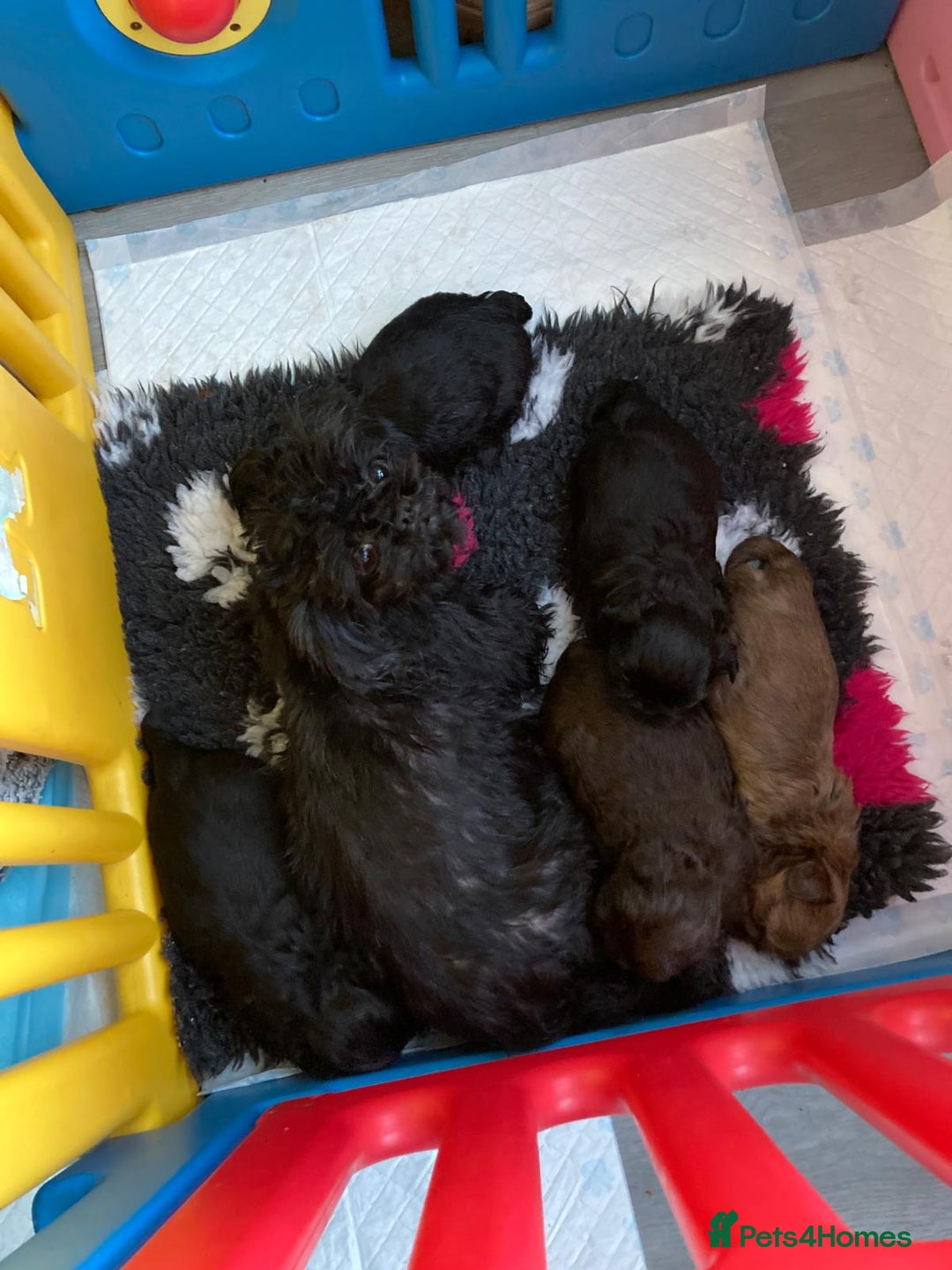 Shih Tzu dogs for sale: Imperial shih Tuz - Advert 5