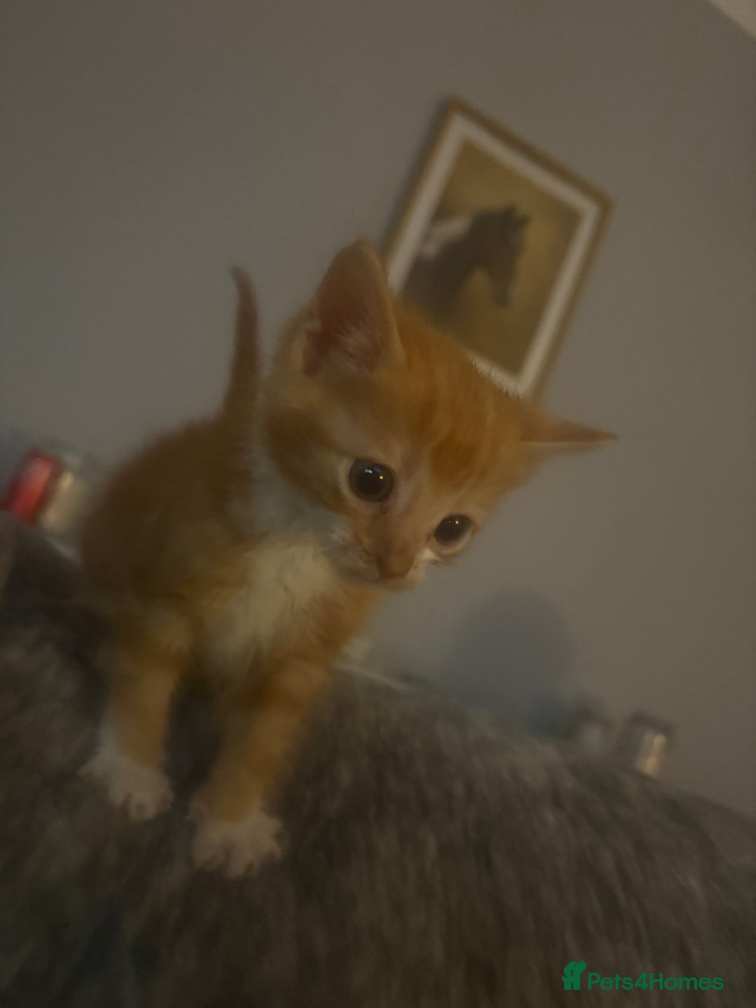 Mixed Breed cats for sale:  Beautiful little kittens needing new homes  - Advert 11