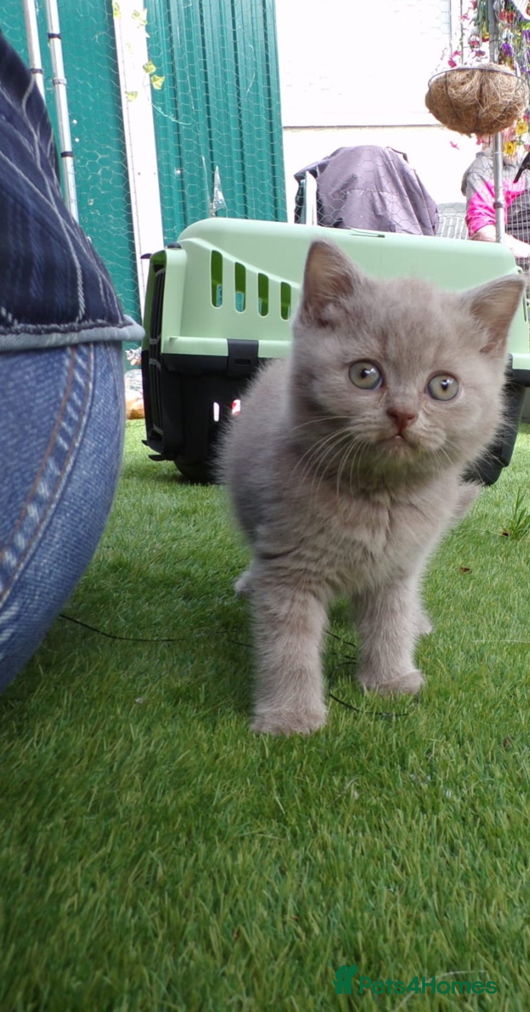 British Shorthair cats for sale: ✨️ Fun Loving Furball BSH Kittens ✨️ - Image 1