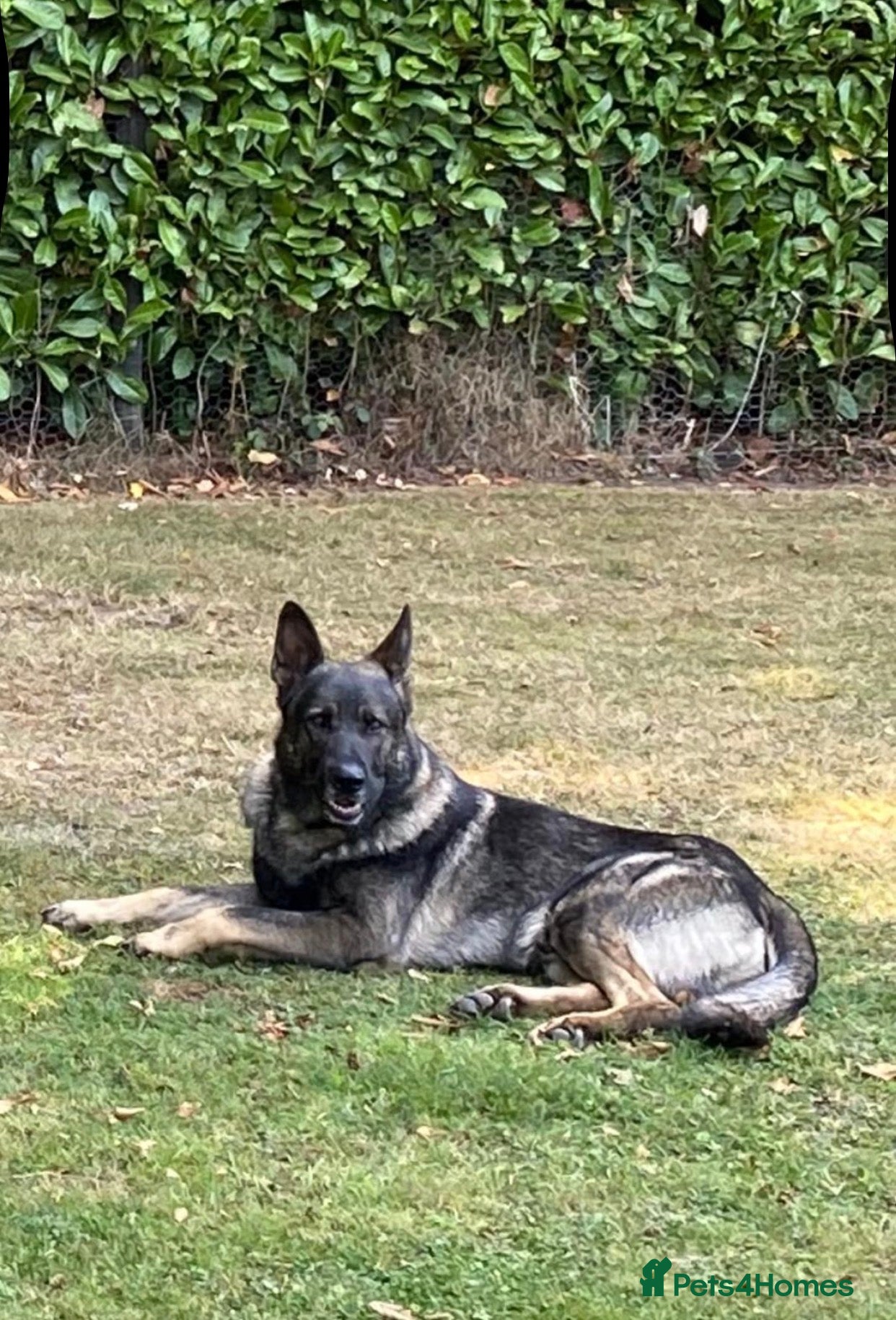 German Shepherd dogs 🐶 Outstanding Working Line German Shepherd Pups🐶 - Advert 2