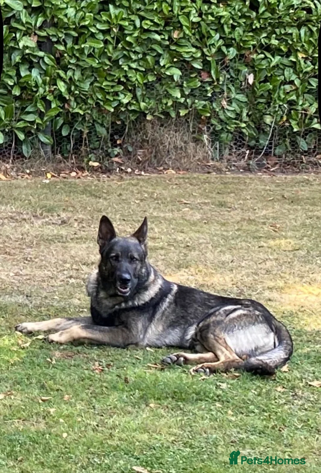 German Shepherd dogs for sale: 🐶 Outstanding Working Line German Shepherd Pups🐶 - Advert 2