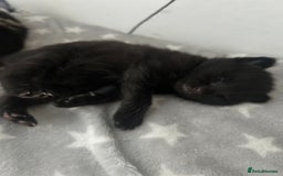Mixed Breed cats for sale: 🥰 Beautiful kittens 🥰 - Image 17