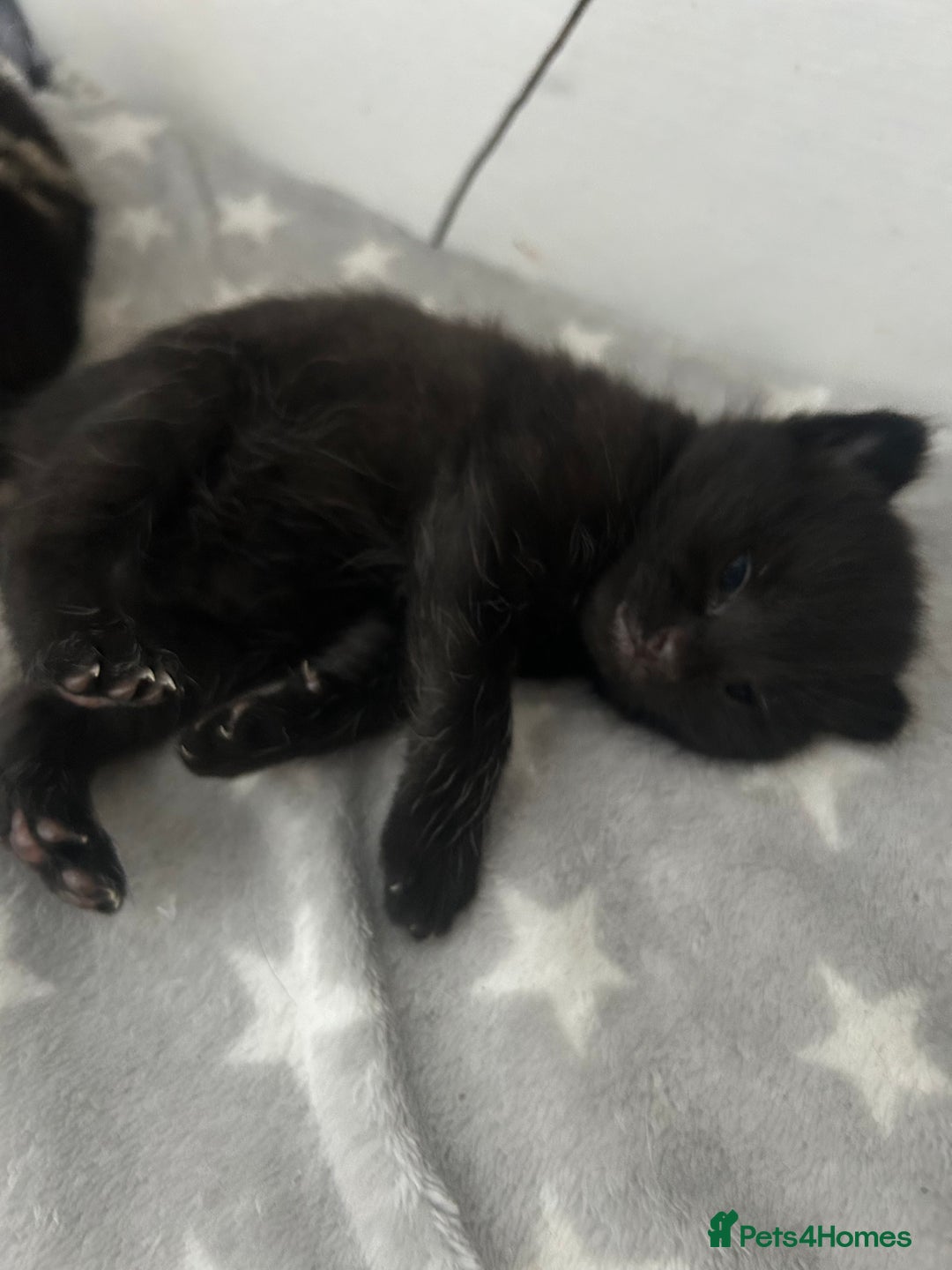 Mixed Breed cats for sale: 🥰 Beautiful kittens 🥰 - Image 17