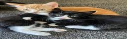 Mixed Breed cats for sale: 🐾 Lovely Kittens Looking for a Loving Home 🐾 - Advert 7