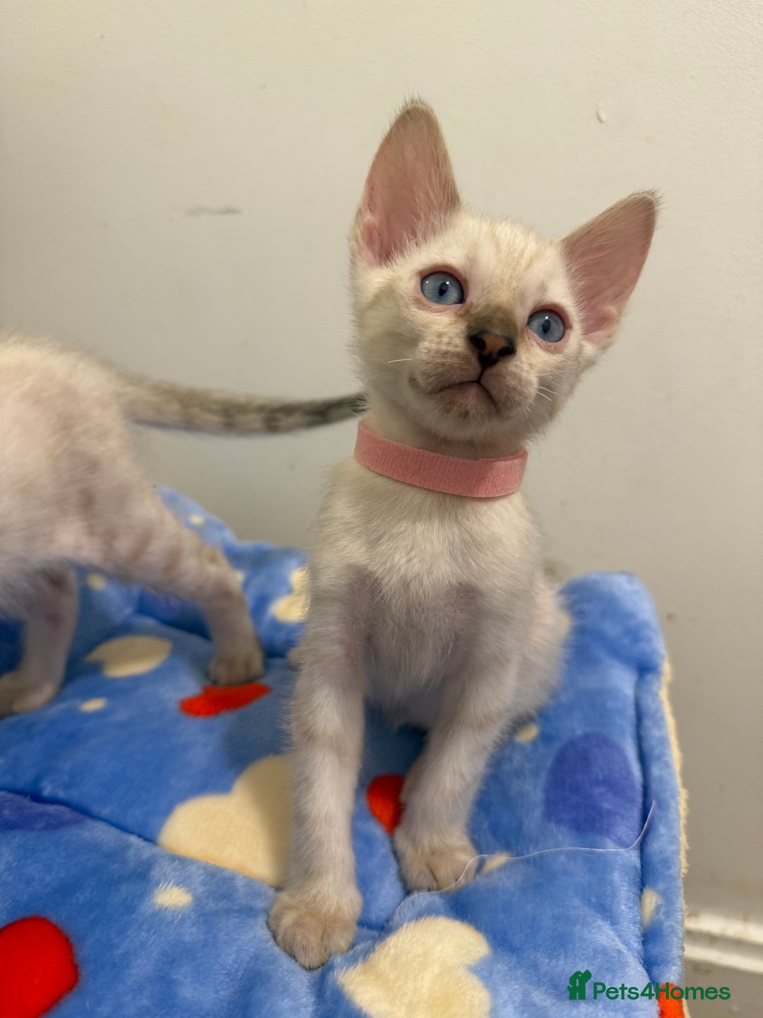 Bengal cats for sale: Pedigree Snow Bengal Kittens with TICA - Image 7