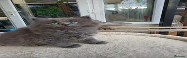 British Longhair 5