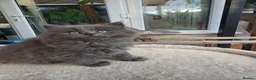 British Longhair cats for sale: British longhair mix fluffy kittens  - Advert 5