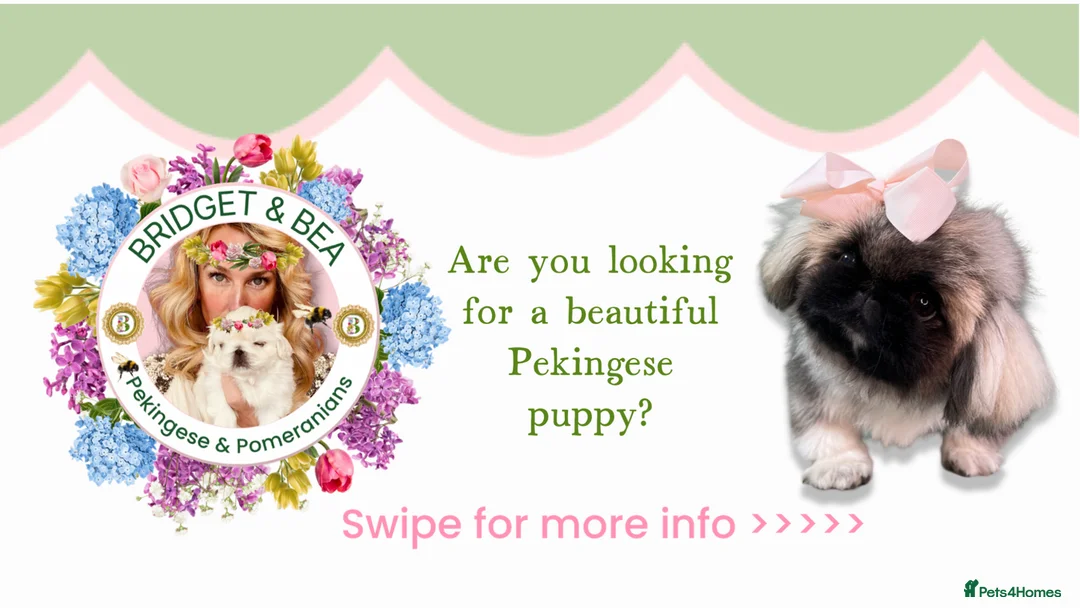 Pekingese dogs for sale: 💐WAITING LIST NOW OPEN 💐 - Advert 1
