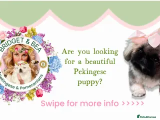 Pekingese dogs 💐WAITING LIST NOW OPEN 💐 - Advert 3