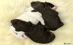 Toy Poodle dogs for sale: Toy poodle girls and boy - Image 8
