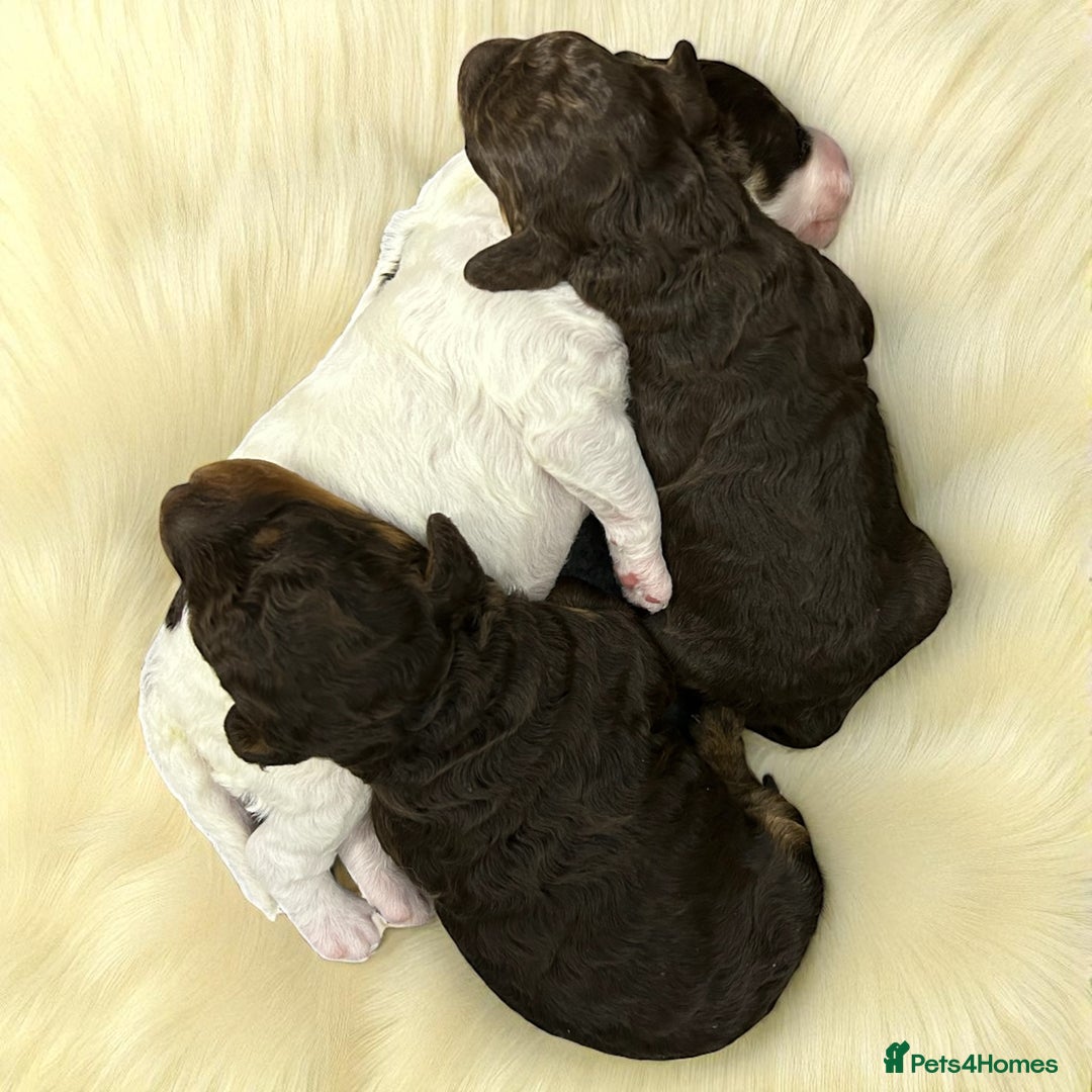 Toy Poodle dogs for sale: Toy poodle girls and boy - Image 8